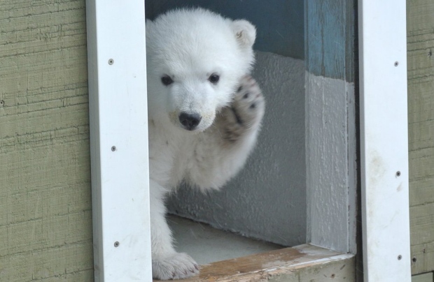 Juno polar bear cub
